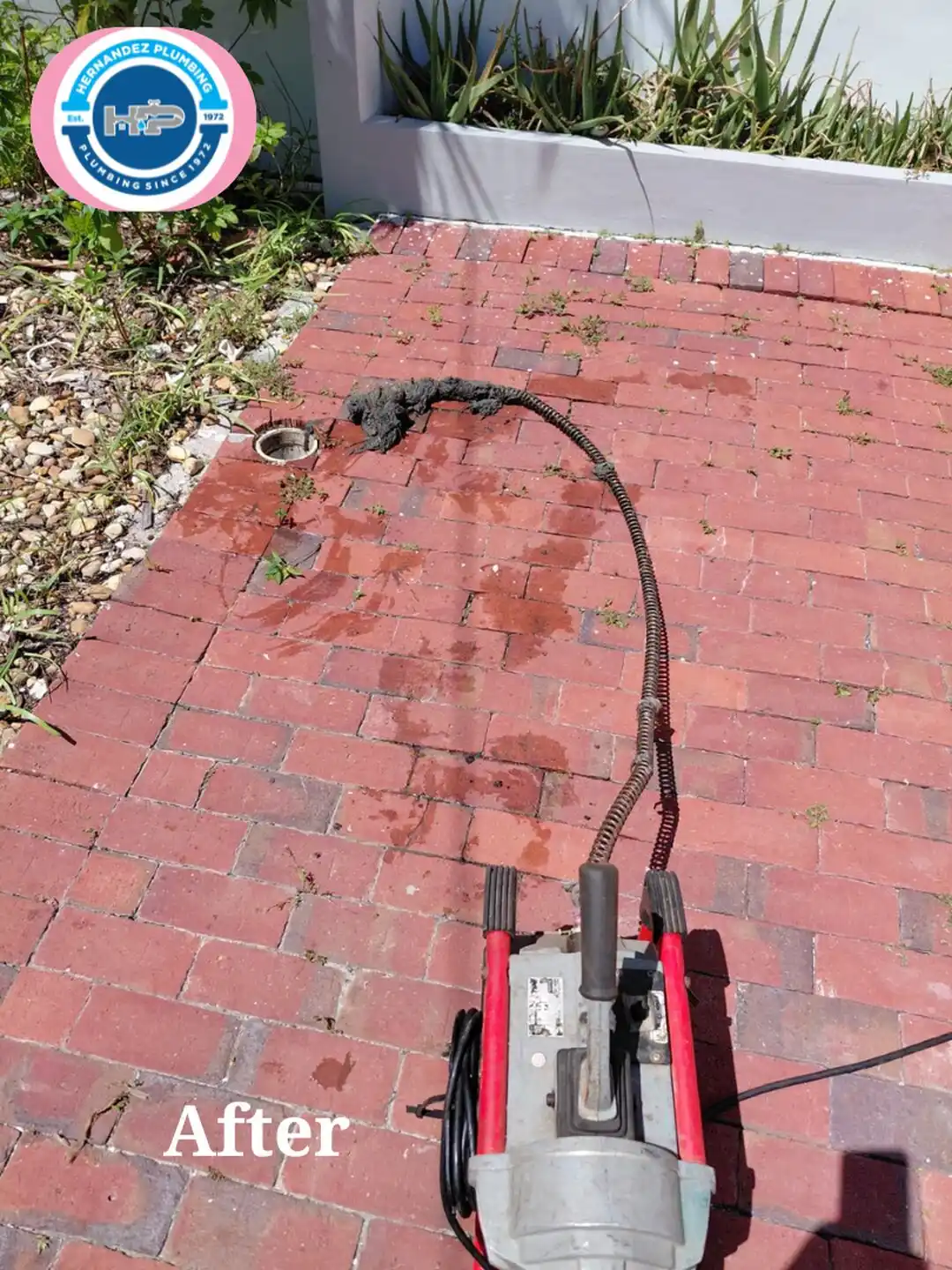 After photo: roots pulled from an outdoor drain cleanout with a drain machine.