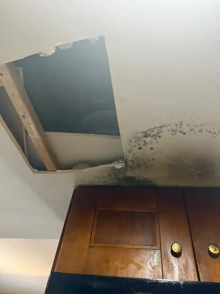Mold on a kitchen ceiling above wood cabinets from a plumbing leak.